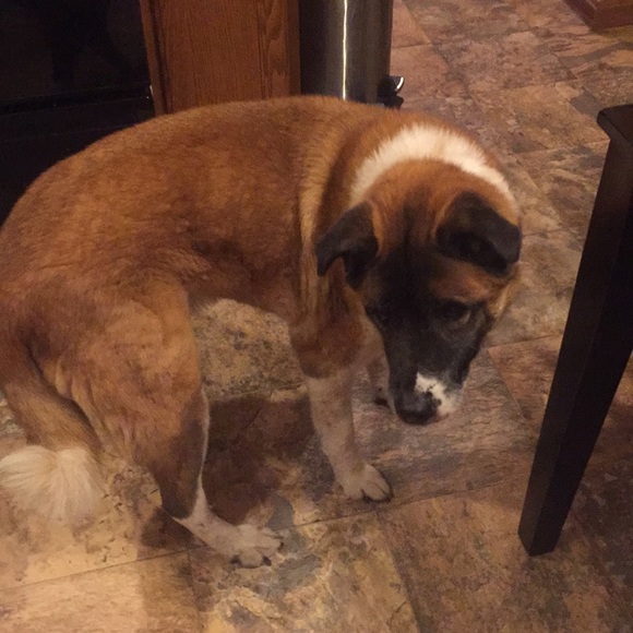 Meet your Posher, Jacob - Picture 1 of 1